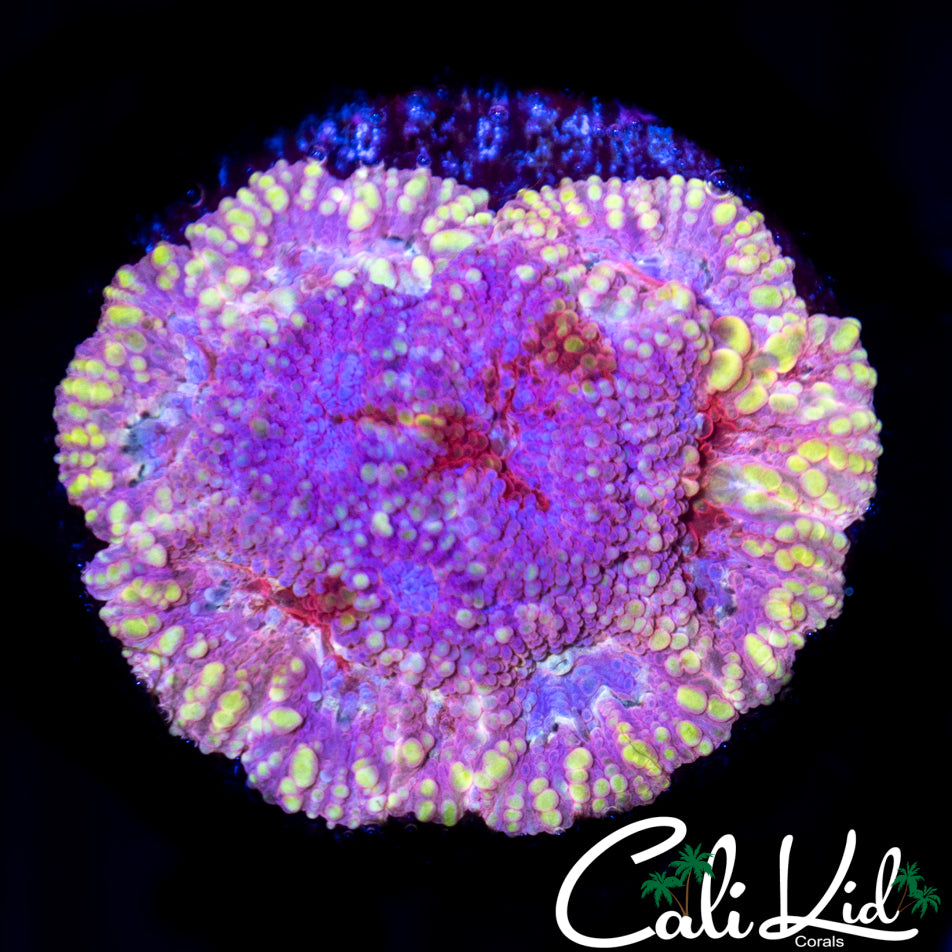 Psychedelic Favia
