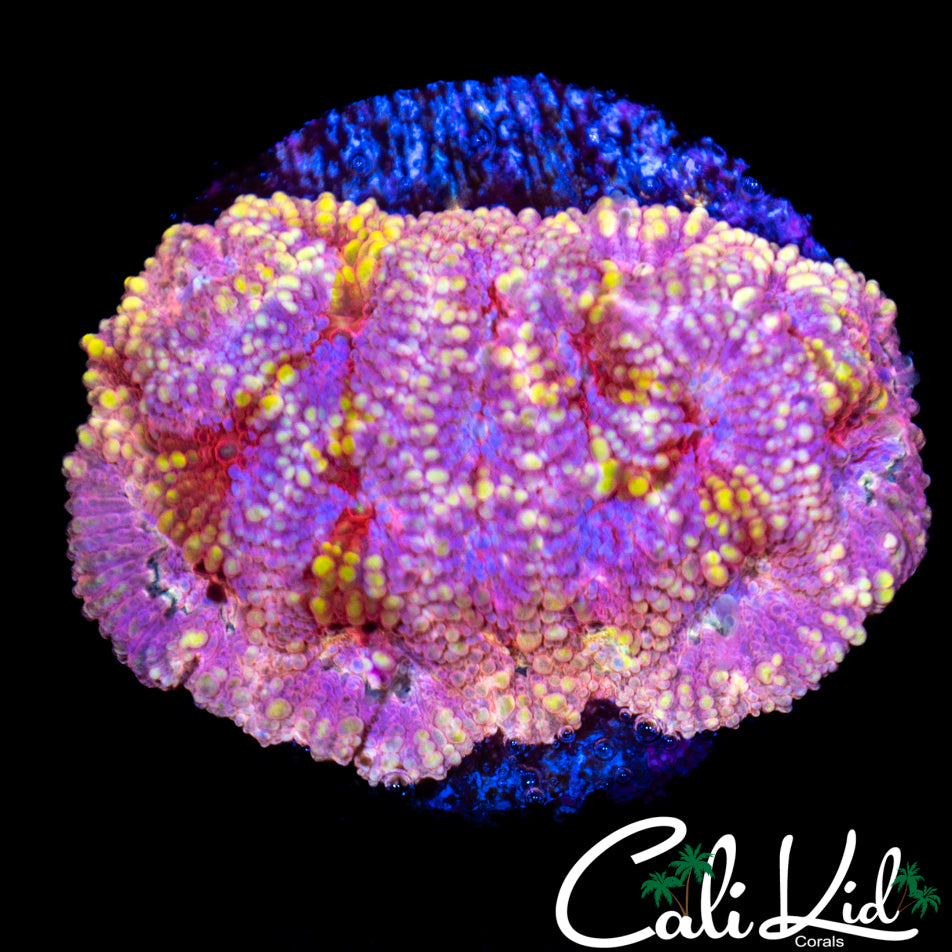 Psychedelic Favia