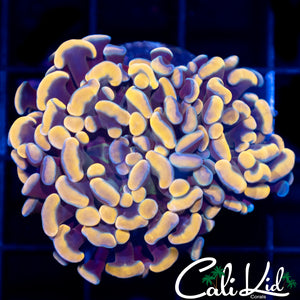 Golden/Purple Branching Hammer
