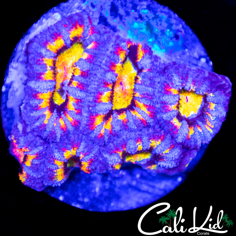Ultimate Rainbow Acan Mini Colony
