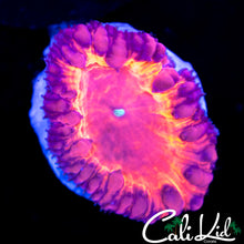 Load image into Gallery viewer, CK Burnin Embers Blasto
