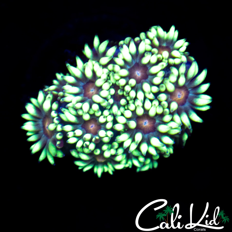 Sunflower Goni