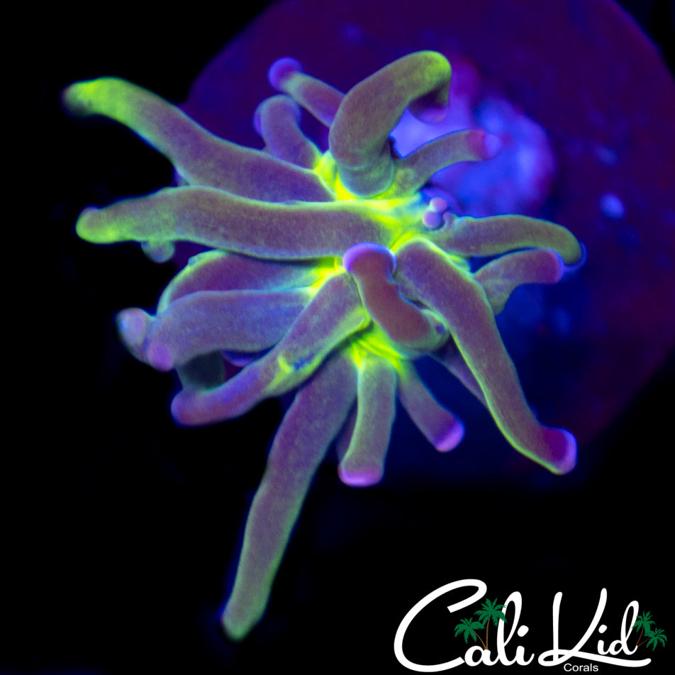 Aquacultured Bi Color Tip Torch Baby