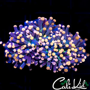 Bi Color/Green Mouth Torch "Double"