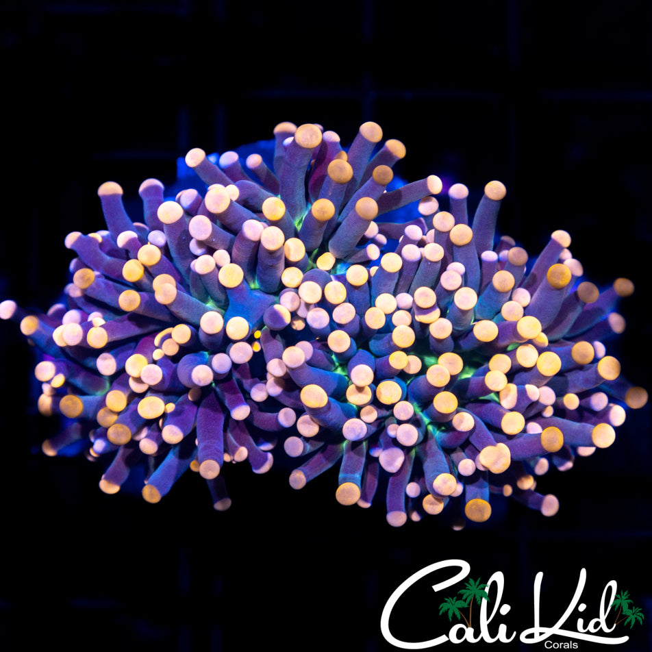 Bi Color/Green Mouth Torch 