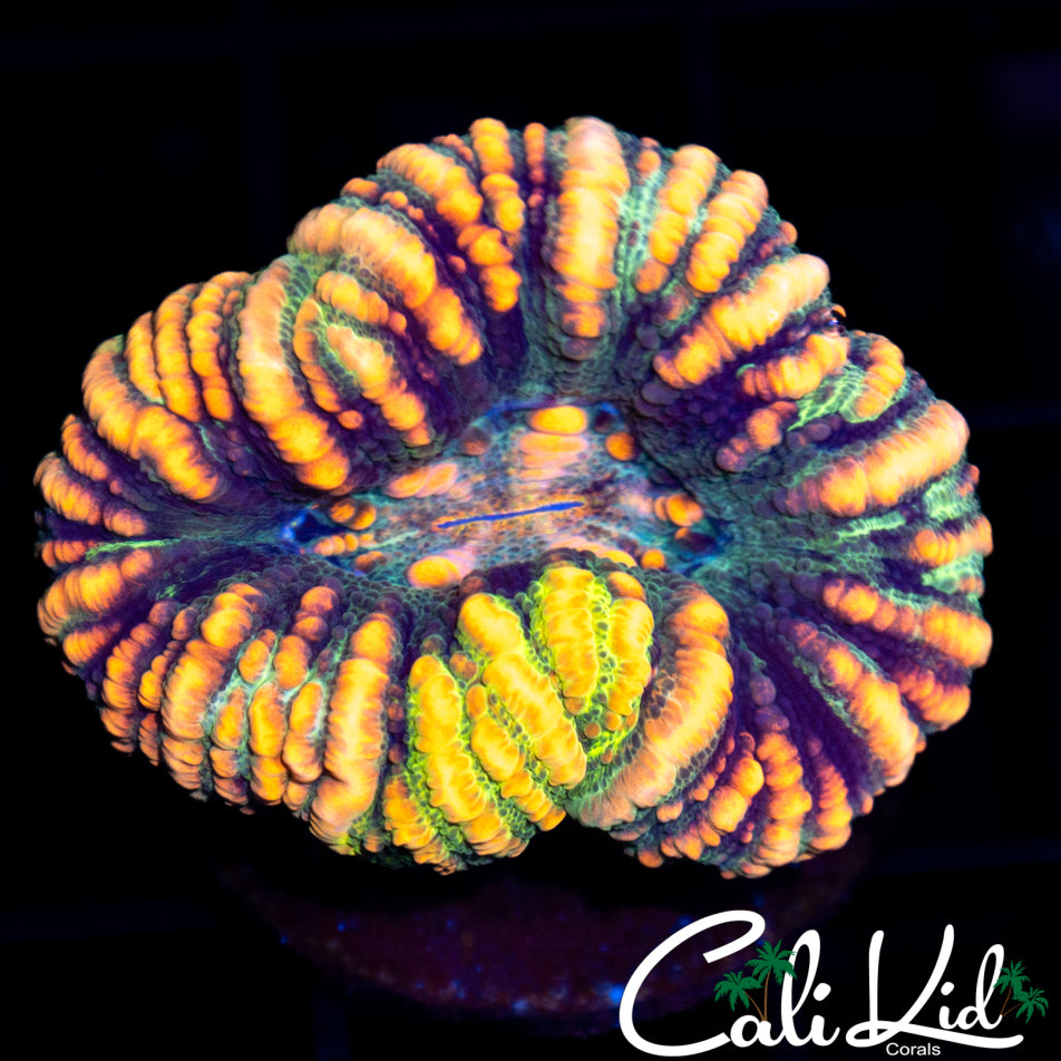 Ultra Button Scoly w/ Yellow