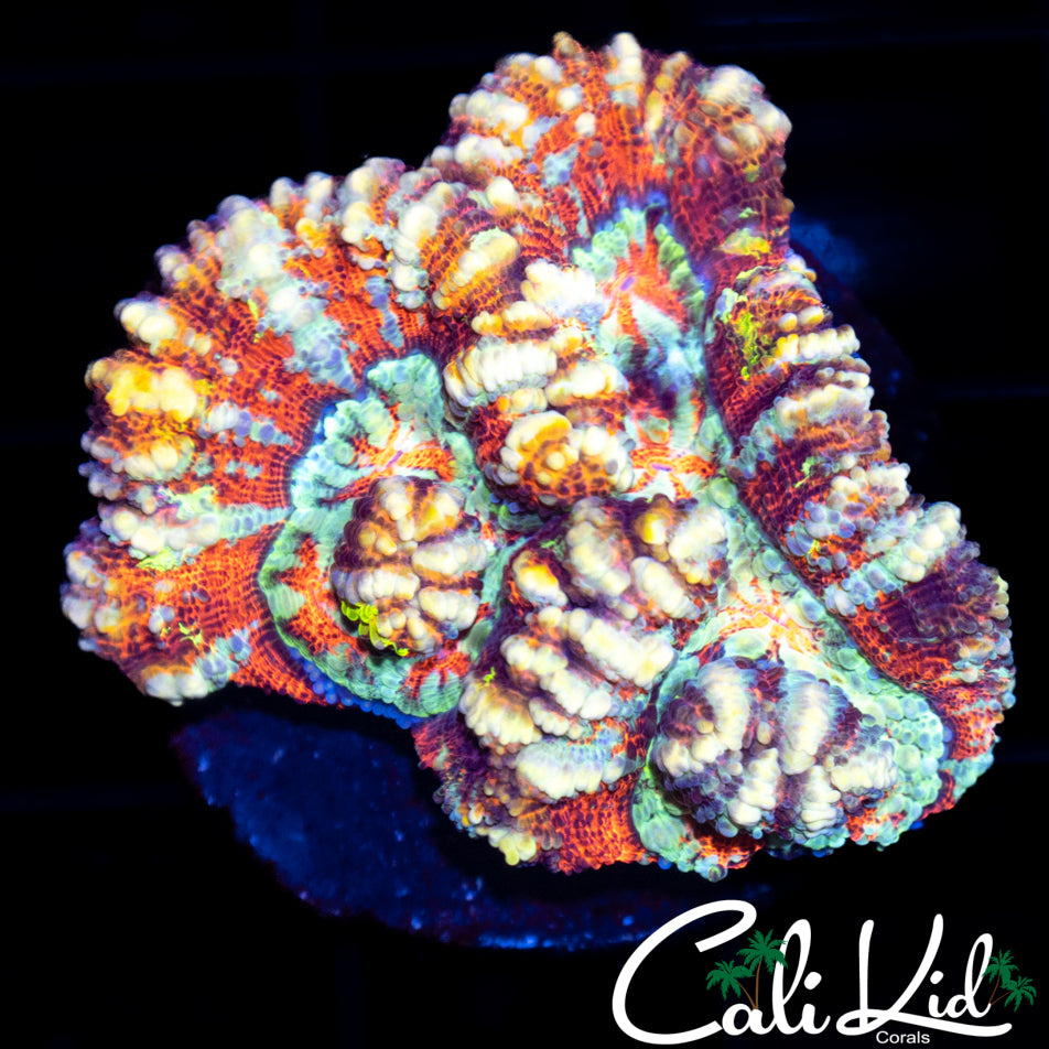 Rainbow Wilsoni