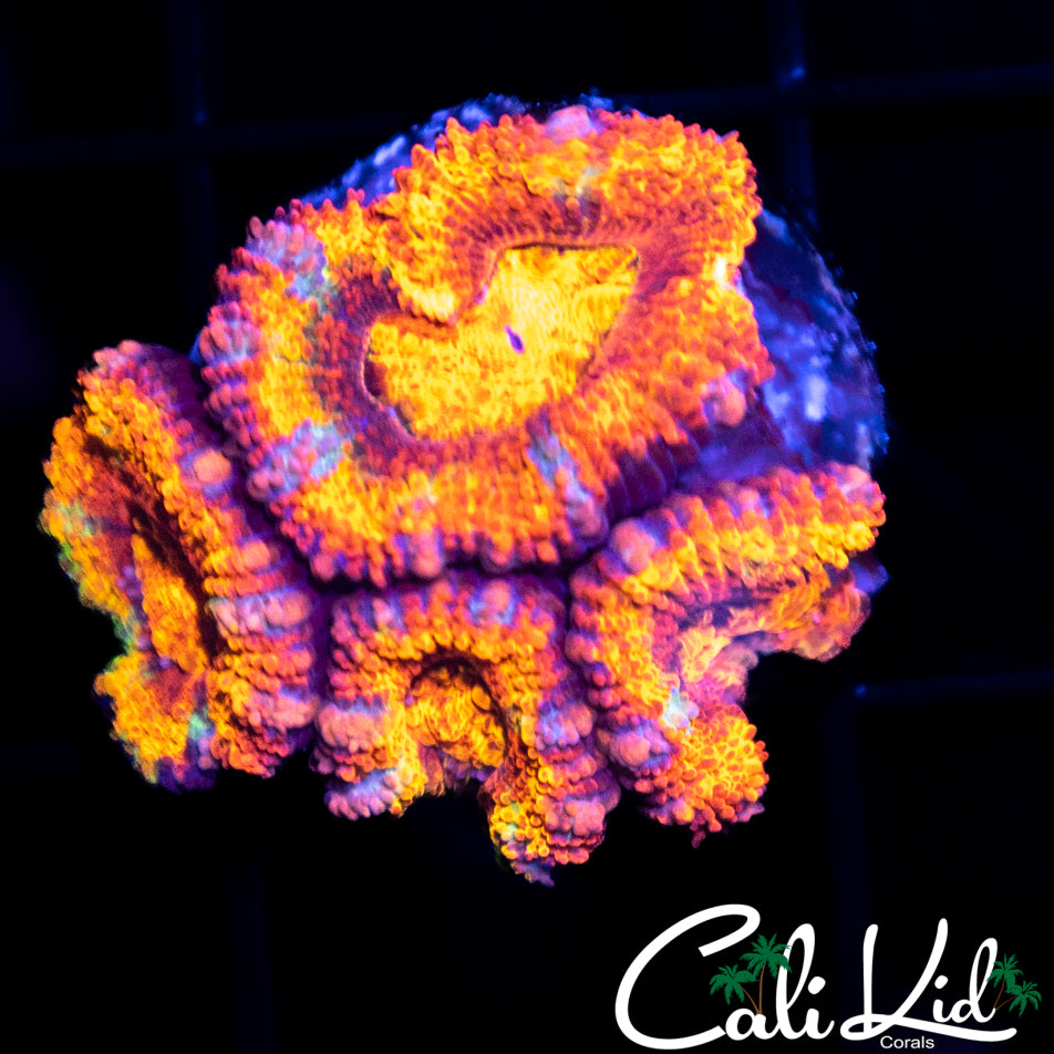 Rainbow Acan Quad