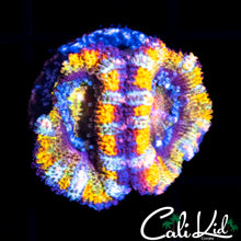 Load image into Gallery viewer, CK T &amp; C Surf Double
