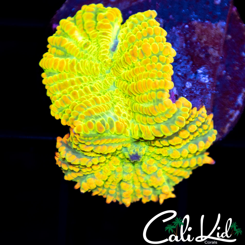 OG Rainbow Rhodactis Double