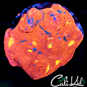 Indo Rainbow Chalice "Chunk"