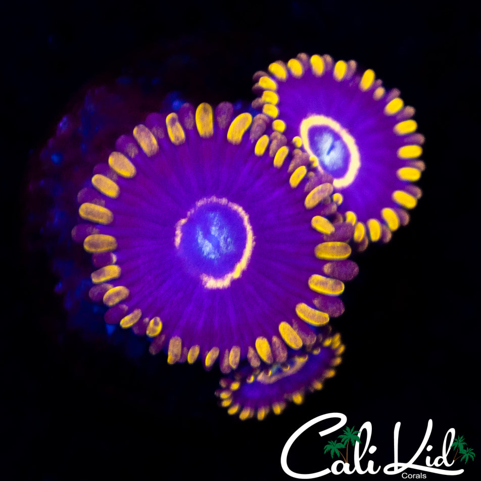Purple Hornet Triple
