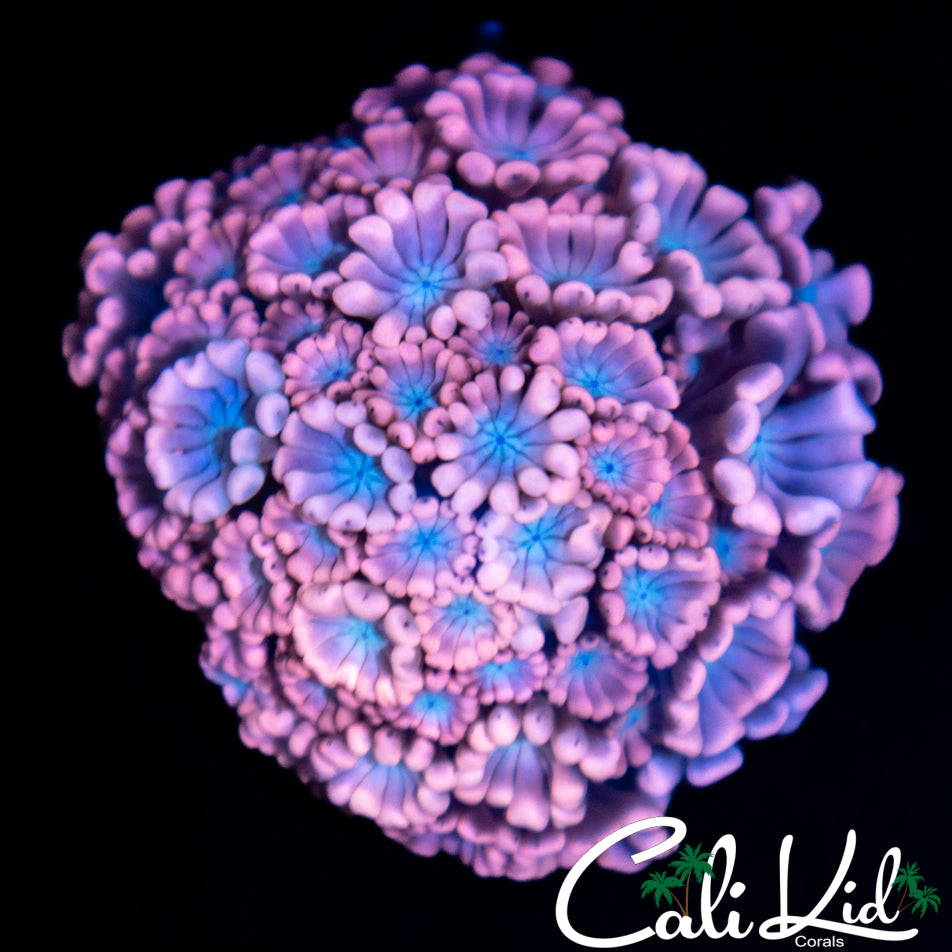Pink / Blue Alveopora Large Frag