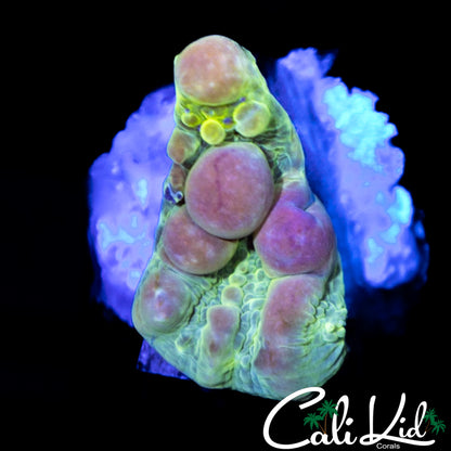 CK Bounce Bubble Chalice