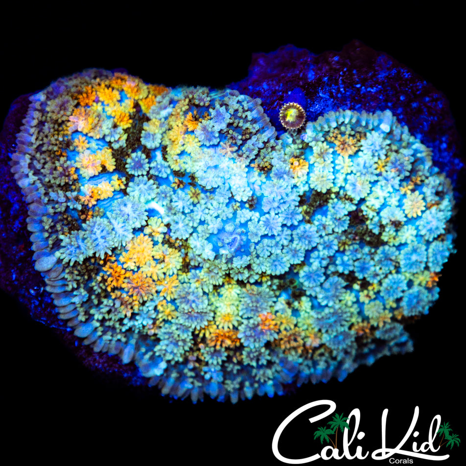 Large Rainbow Persian Rug Mushroom