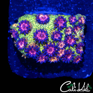 RARE RAINBOW GLITTER GONI (SHORT TENTACLE) IFYKYK