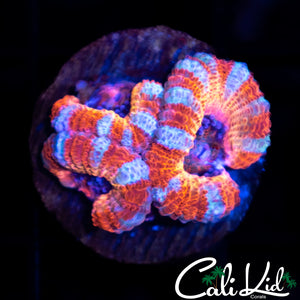 CK Pennywise Acan Triple