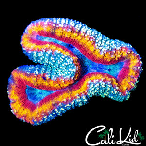 XTREME RAINBOW RING LOBO