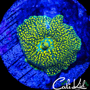 RARE SPOTTED PATTERN DISCO SHROOM