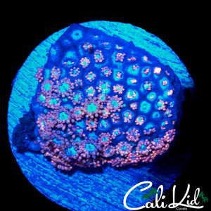 BI COLOR ALVEOPORA CHUNK