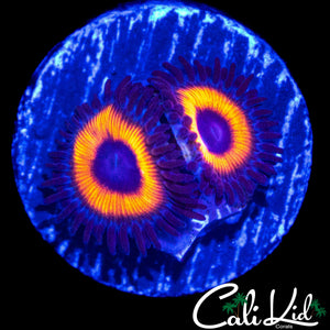 MYSTERY ZOA DOUBLE