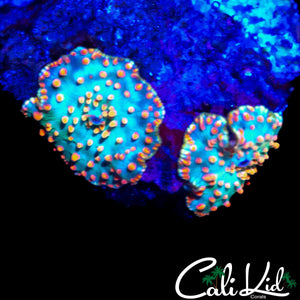 BEAUTIFUL SPOTTED DISCO SHROOM DOUBLE