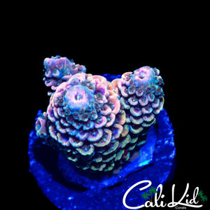 CK RAINBOW STAG