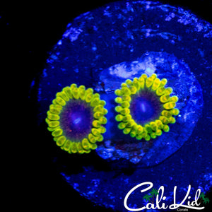EXOSPHERE ZOA DOUBLE