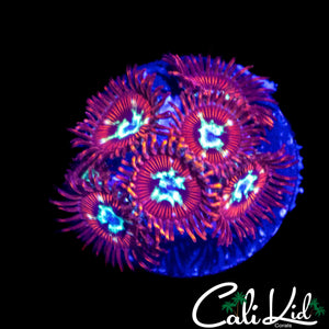 CK SPOTIFY ZOA MINI COLONY
