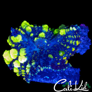 CK BLUE THUNDER BOUNCE SHROOM