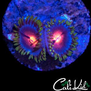 MIAMI VICE TYPE ZOA DOUBLE