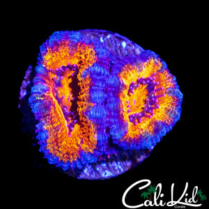 ULTRA RAINBOW ACAN DOUBLE