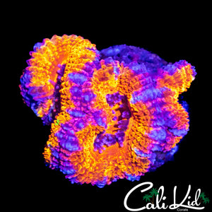 ULTRA RAINBOW ACAN TRIPLE