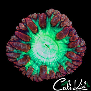 RED RING BUBBLE BLASTO