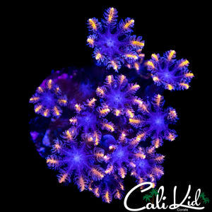 RAINBOW CLOVES CHUNK