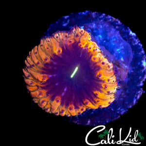 PURPLE EYE BLASTO