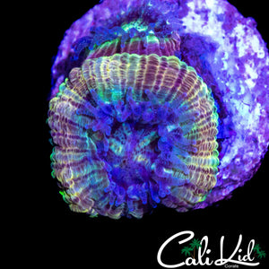 RARE RAINBOW ASIAN ACAN MORPH DOUBLE