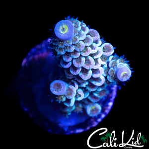 RAINBOW PASSION TENIUS