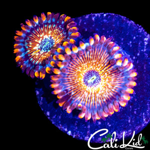 CB WHITE ZOMBIE DOUBLE