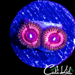 HYPER PINK PALY DOUBLE