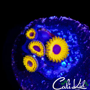 GREAT OWL ZOA QUAD