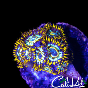 CK UNRELEASED ZOA MINI COLONY