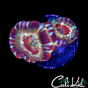 RARE ASIAN ACAN DOUBLE