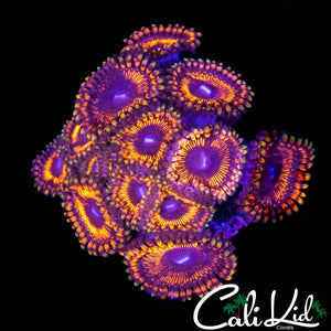 MAUL ZOA COLONY