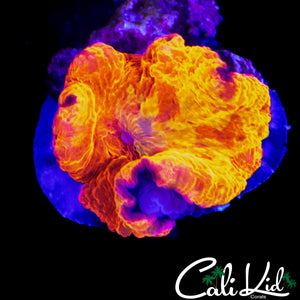 SUPER COOL CANDY CRUSH MUSHROOM
