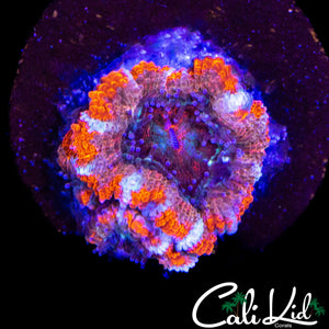 ULTRA ACAN TRIPLE