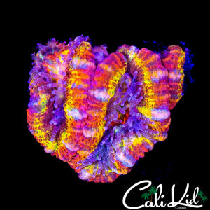 ULTIMATE RAINBOW ACAN TRIPLE