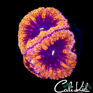 PURPLE EYE BLASTO TRIPLE