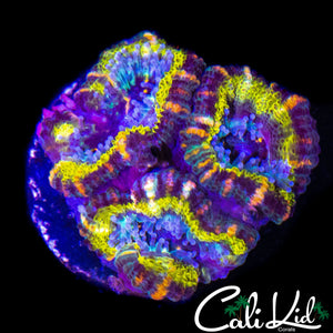 AMAZING RAINBOW ACAN TRIPLE