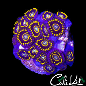OG PURPLE HORNETS ZOA COLONY